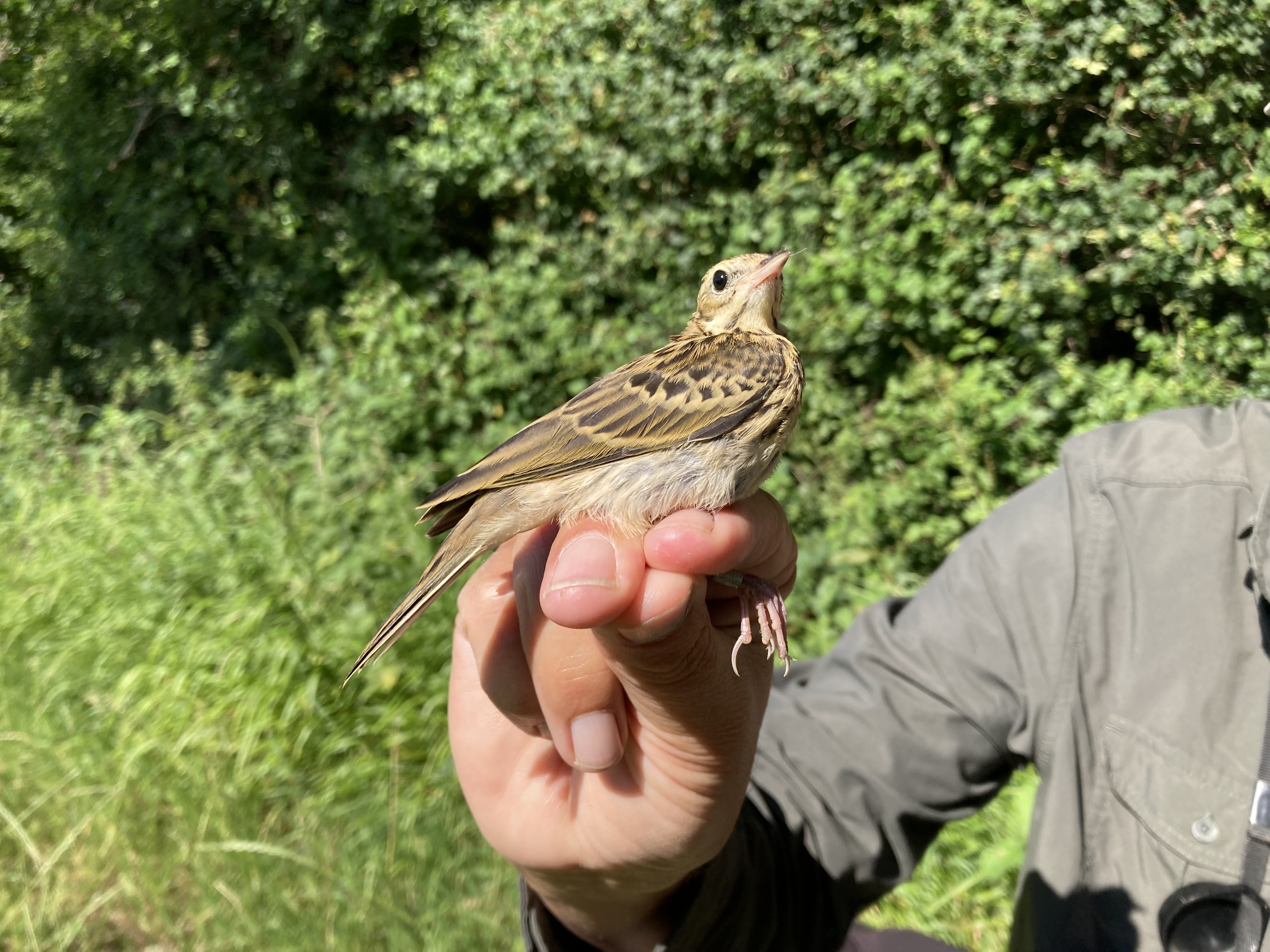 Wild Woodbury project records 1,300 species on site in just a year